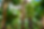 banana-fungus.png